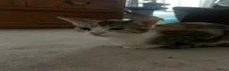 Domestic Shorthair cats for sale: 3 beautiful 6 month old kittens  - Advert 3