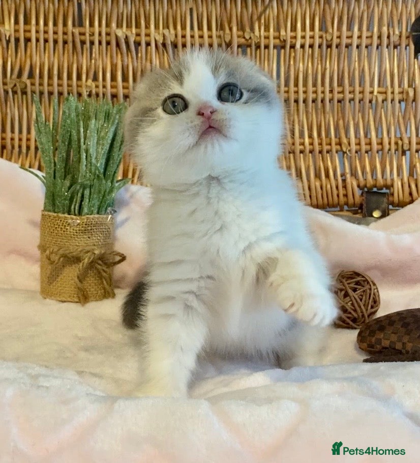Scottish Fold cats 🧸😻CHAMPION LINE TICA ACTIVE SCOTTISH/BSH😻🧸 - Advert 2