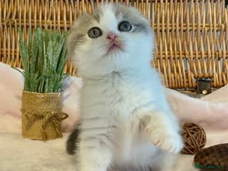 Scottish Fold cats 🧸😻CHAMPION LINE TICA ACTIVE SCOTTISH/BSH😻🧸 - Advert 2