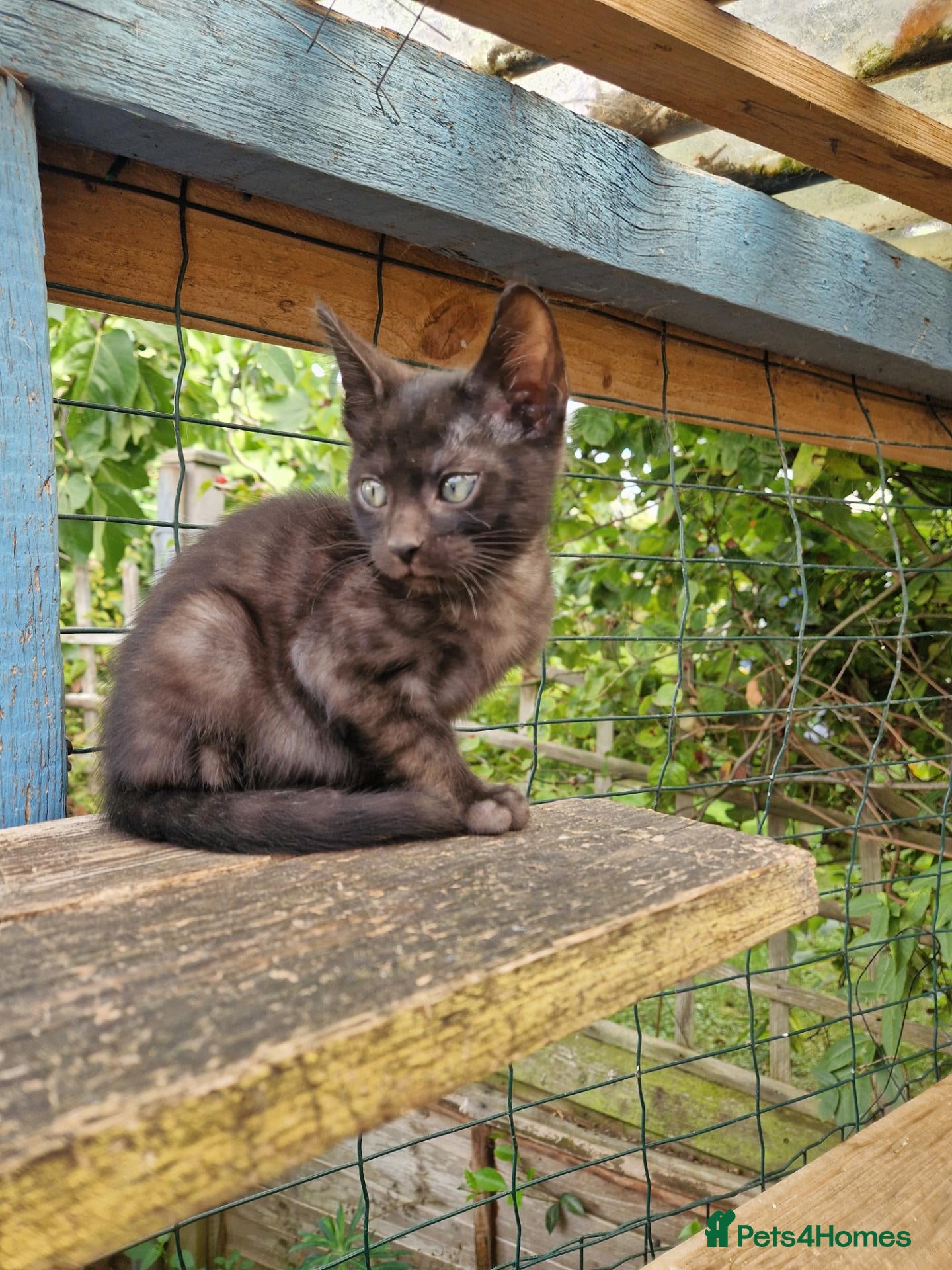 Mixed Breed cats Bengal,Siamese, Maine coon mix kittens.  - Advert 18