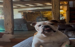 English Bulldog dogs for sale: Bulldog  - Image 2