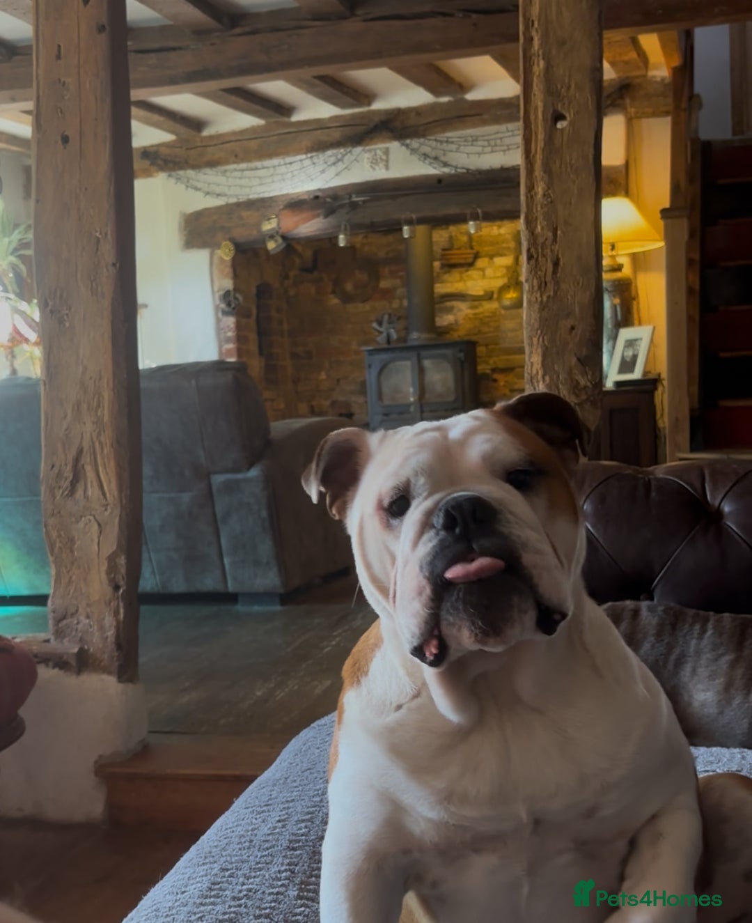 English Bulldog dogs for sale: Bulldog  - Image 2