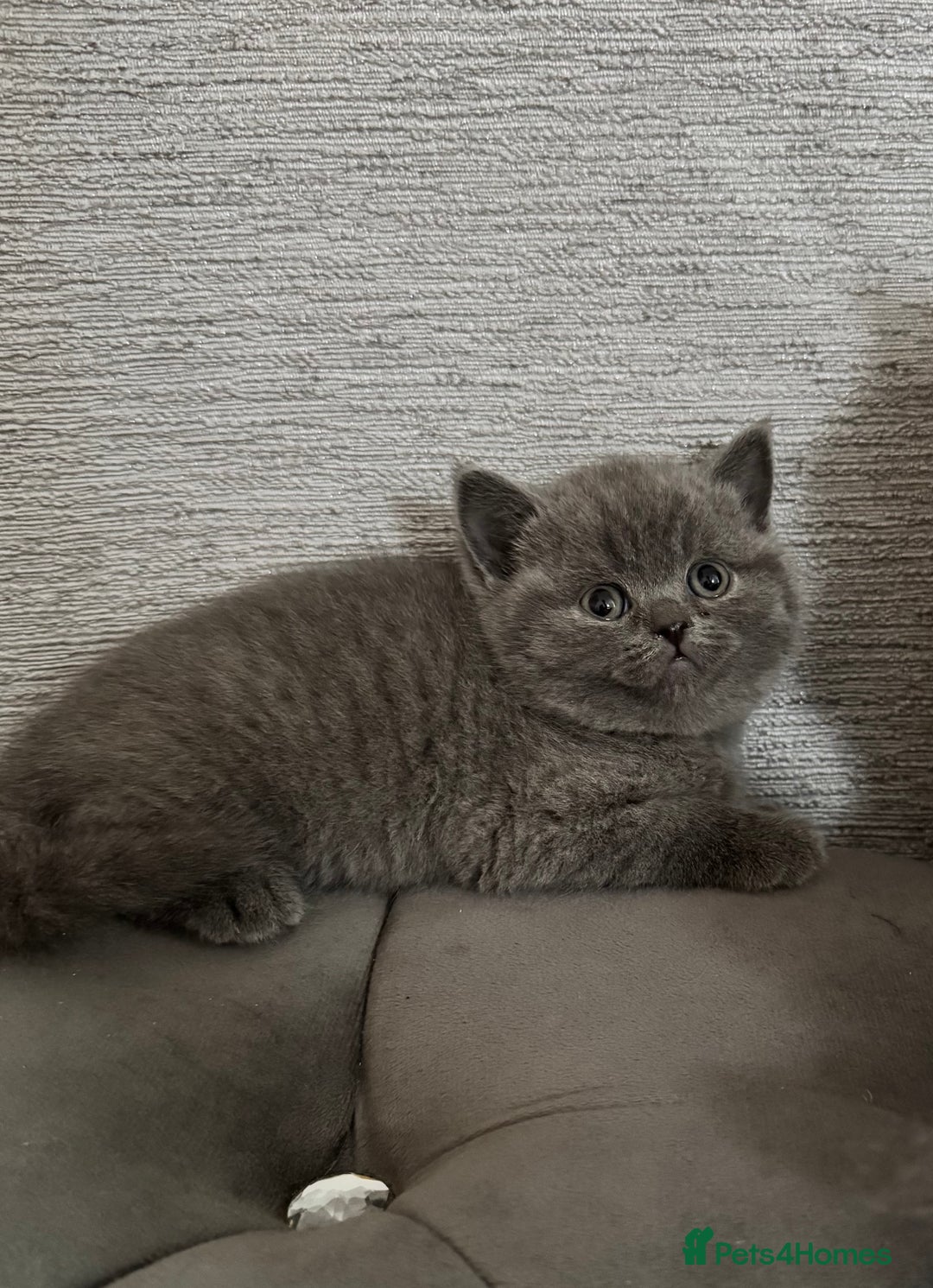British Shorthair cats for sale: British Shorthair Kittens - Advert 8