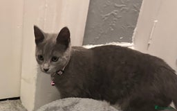 Russian Blue cats for sale: Russian Blue Kittens - Image 15