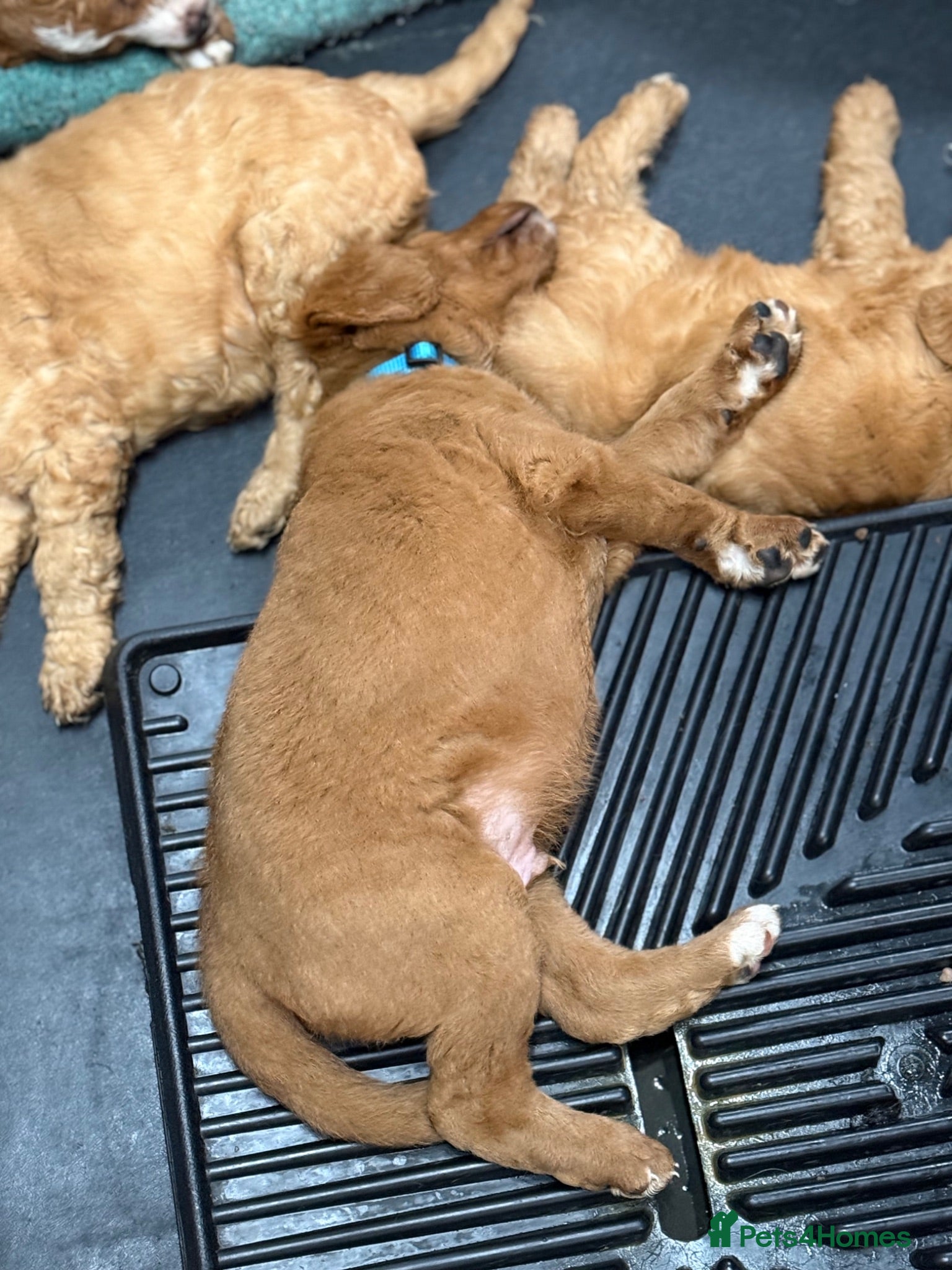 Mixed Breed dogs 5* health tested labradoodle x Australian doodles - Advert 2