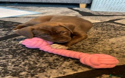 Mixed Breed dogs for sale: 9 week old puppy for sale  - Image 2