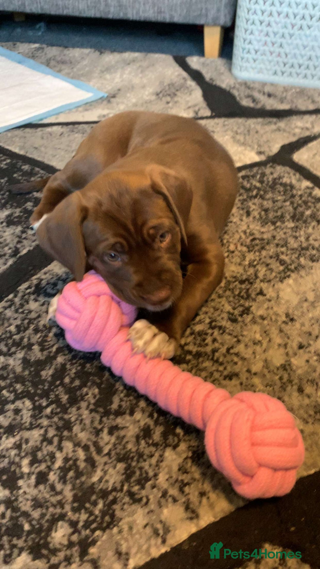 Mixed Breed dogs for sale: 9 week old puppy for sale  - Image 2