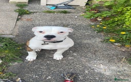 American Bulldog dogs for sale: American Bulldog 8 month puppy (Not XL Bully) - Image 5