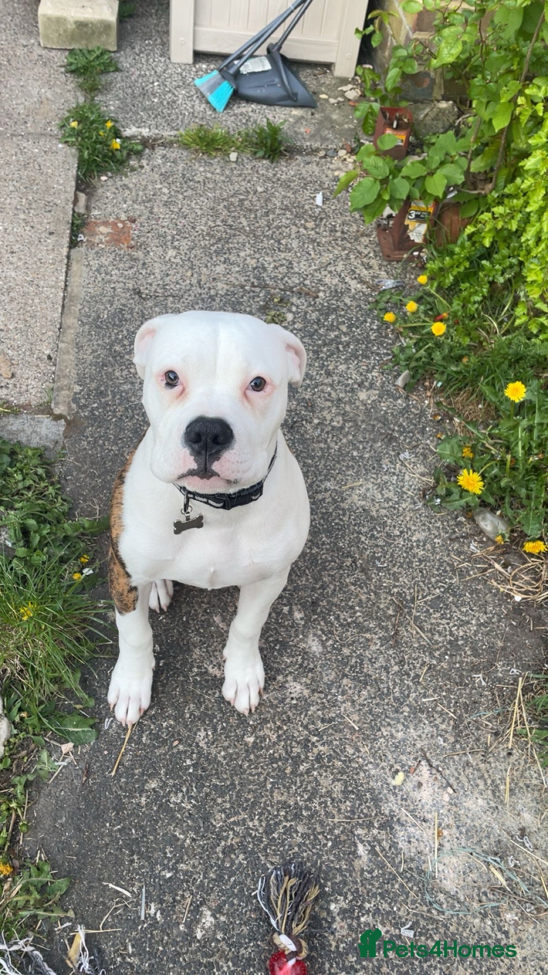 American Bulldog dogs for sale: American Bulldog 8 month puppy (Not XL Bully) - Image 5