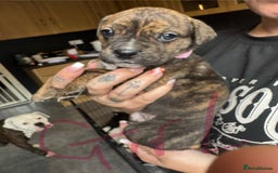 Mixed Breed dogs for sale: Cane Corso x American Bulldog puppies  - Image 19