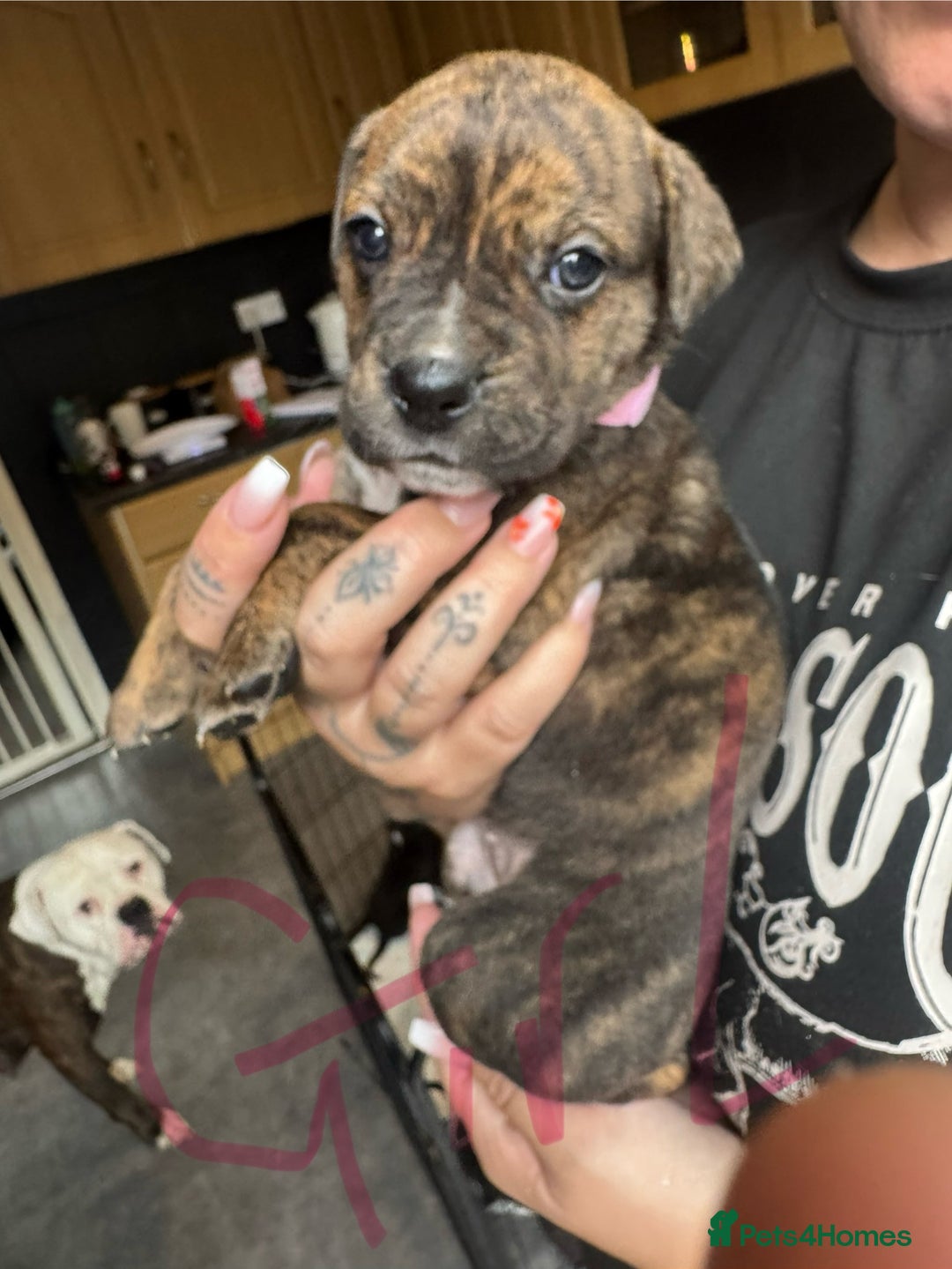 Mixed Breed dogs for sale: Cane Corso x American Bulldog puppies  - Image 19