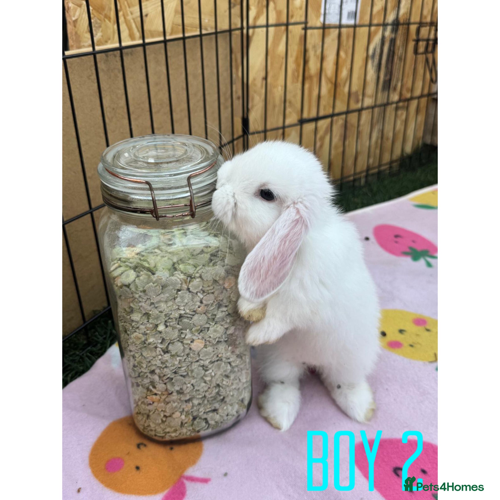 Mini Lop rabbits Beautiful mini lop babies available now  - Advert 2