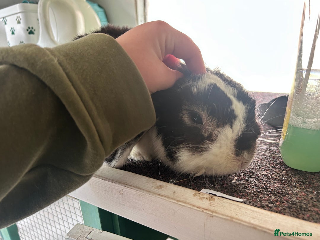 Mini Lop rabbits for sale: Male mini lop rabbit  - Image 5