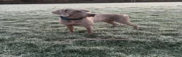 Weimaraner dogs for stud: Stunning, Healthy Stud - Advert 2