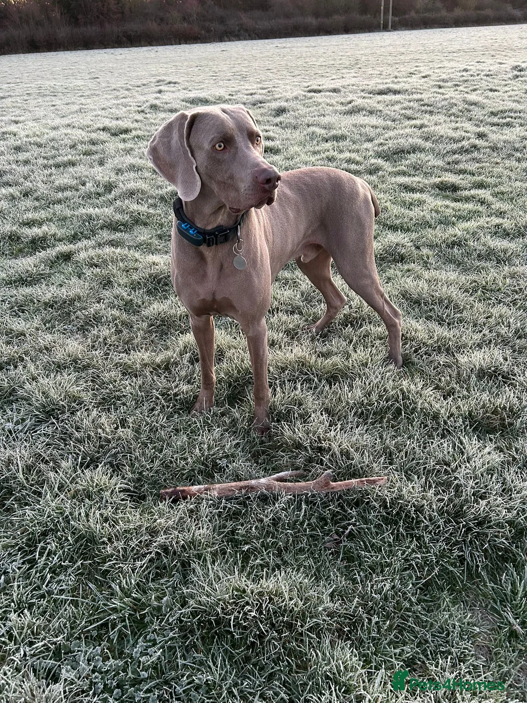 Weimaraner dogs for stud: Stunning, Healthy Stud - Advert 2
