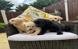 Labrador Retriever dogs for sale: 4 adorable KC reg puppy labradors ready to go  - Image 7