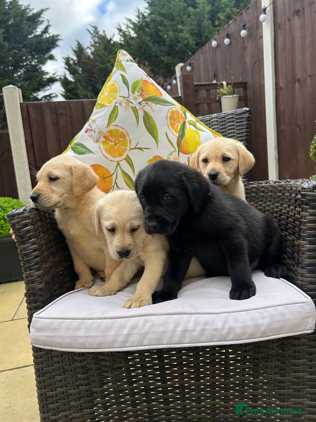 Labrador Retriever dogs for sale: 4 adorable KC reg puppy labradors ready to go  - Image 7