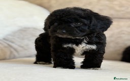Cockapoo dogs for sale: F1 cockapoo puppies PRA TESTED - Image 11
