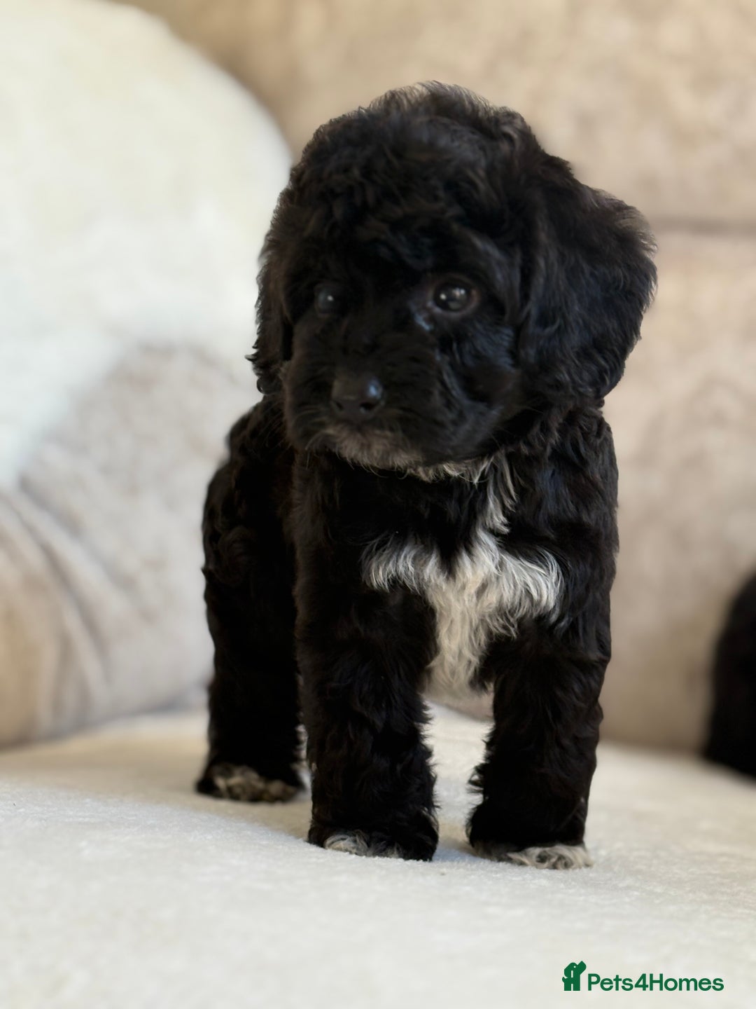 Cockapoo dogs for sale: F1 cockapoo puppies PRA TESTED - Image 11