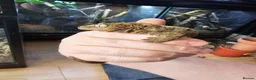 Gecko reptiles for sale: CB2025 Mainland chahoua (mossy gecko) - Advert 2
