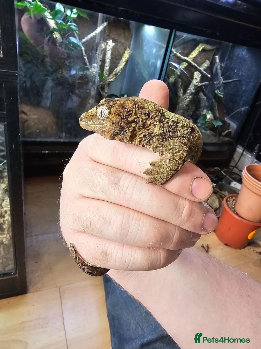Gecko reptiles for sale: CB2025 Mainland chahoua (mossy gecko) - Advert 2