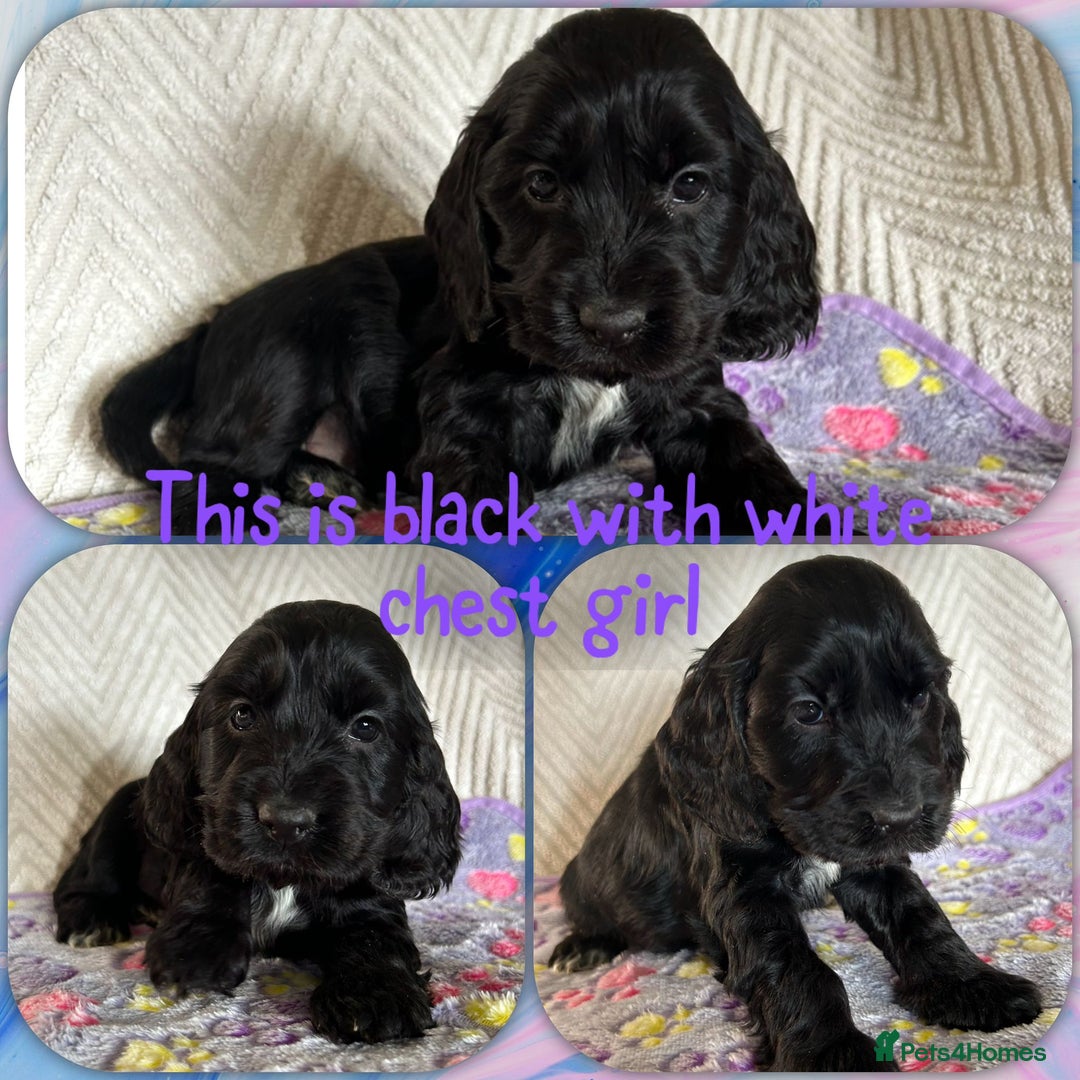 Cocker Spaniel dogs for sale: Show cocker spaniels top quality  - Advert 5