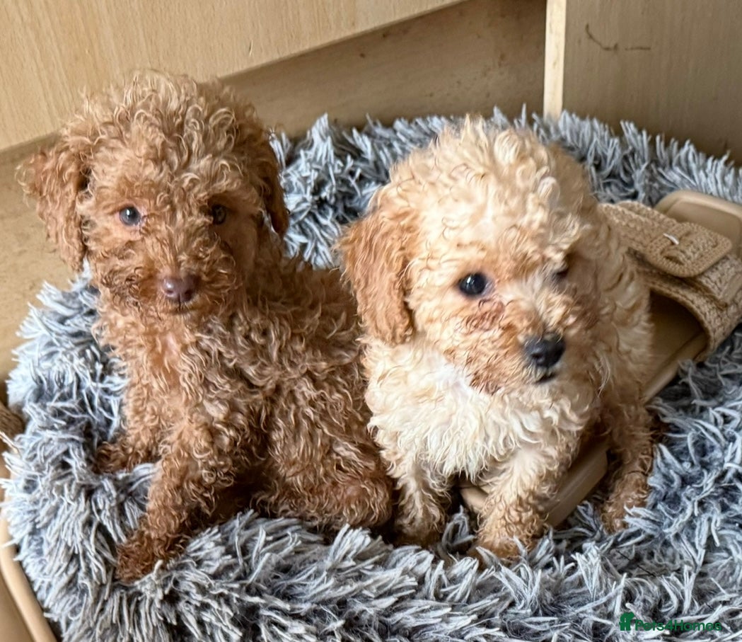 Maltipoo dogs Maitlpoo  - Advert 2