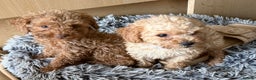 Maltipoo dogs for sale: Maitlpoo  - Advert 1