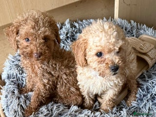 Maltipoo dogs Maitlpoo - Advert 1