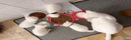 Mixed Breed cats for sale: Beautiful white kittens  - Advert 9