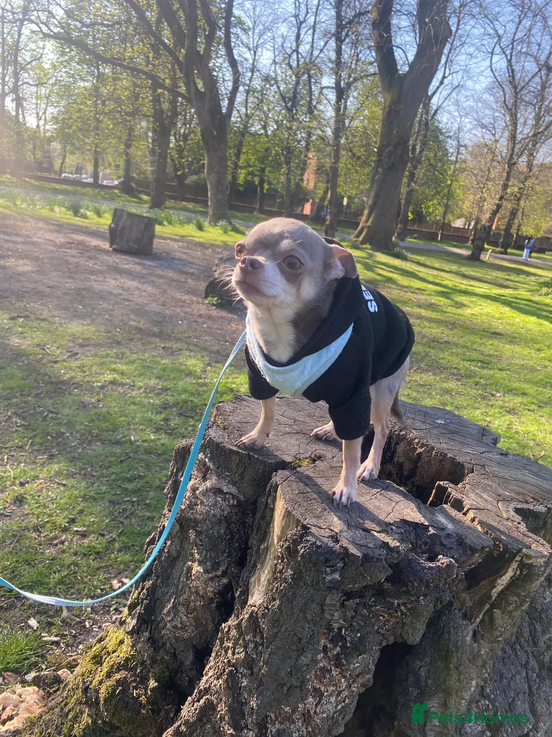 Chihuahua dogs for stud: Chihuahua  tiny male stud - Advert 2