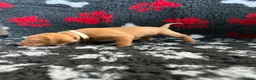 Hungarian Vizsla dogs for sale: Exceptional Pedigree Hungarian Vizsla Puppies - Advert 29