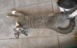 Scottish Fold cats for sale:  1 Tuxedo Scottish Fold Kitten Boy  in Manningtree - Image 3