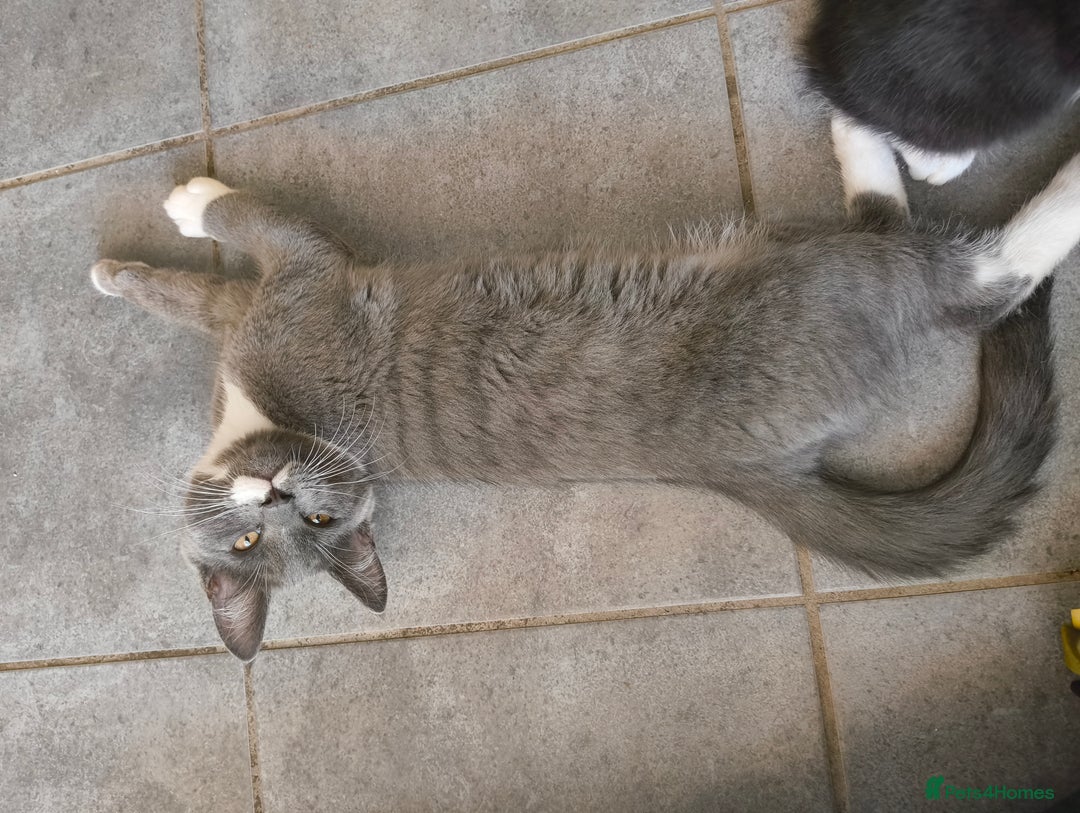 Scottish Fold cats for sale:  1 Tuxedo Scottish Fold Kitten Boy  in Manningtree - Image 3