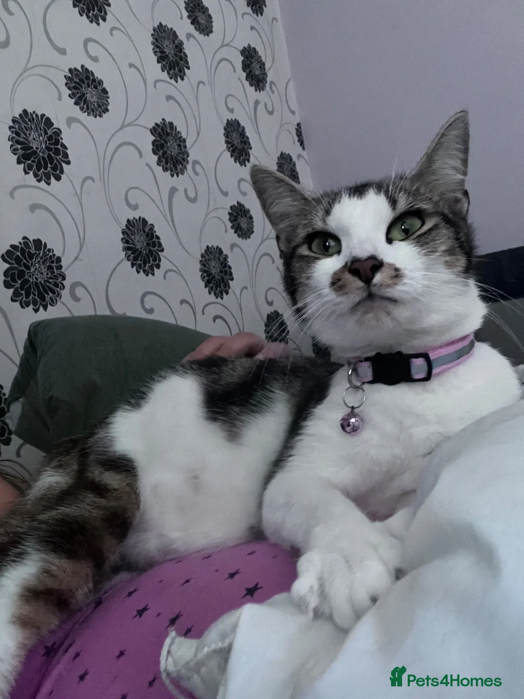 Mixed Breed cats for sale: Kittens  in Gillingham - Advert 1