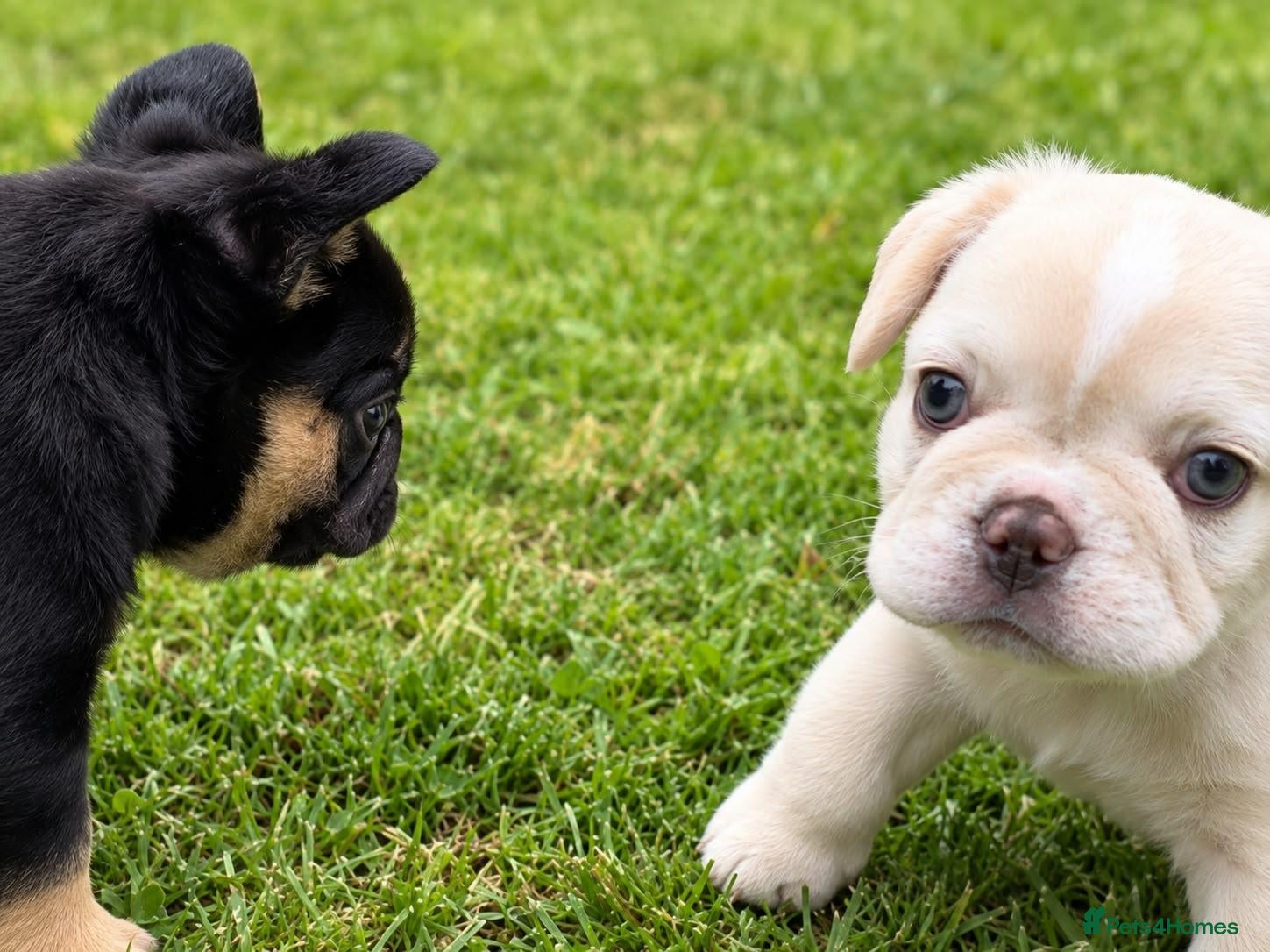 French Bulldog dogs Adorable Fluffy French Bulldog Puppies - Advert 12