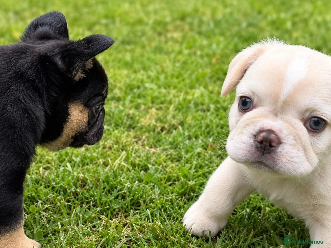 French Bulldog dogs for sale: Adorable Fluffy French Bulldog Puppies - Advert 1