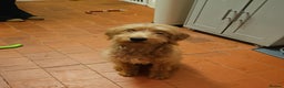 Labradoodle dogs for sale: Ted the Labradoodle  - Advert 1