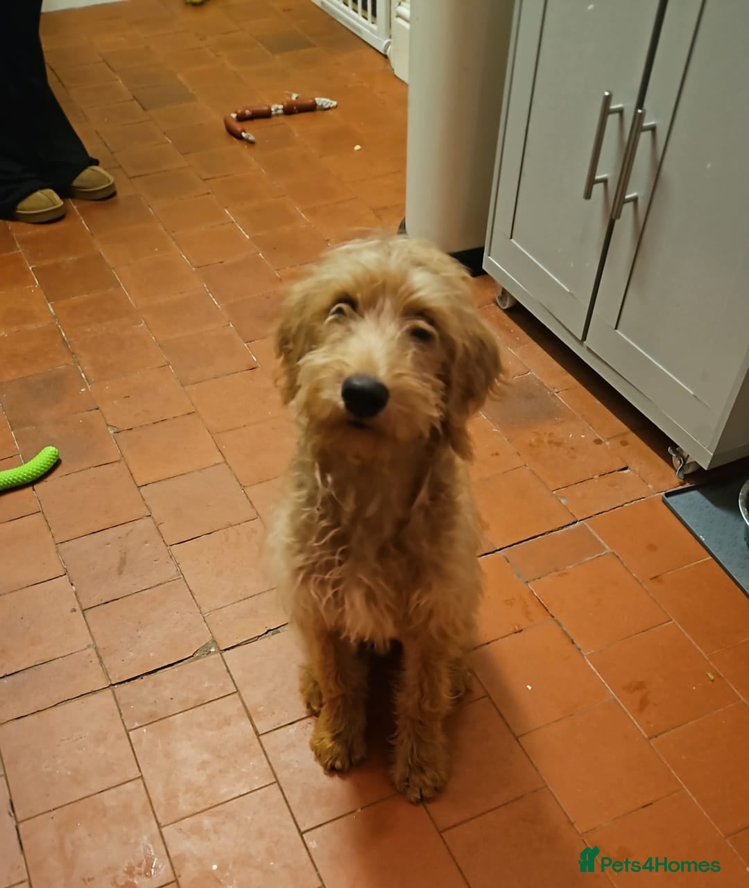 Labradoodle dogs for sale: Ted the Labradoodle  - Advert 1
