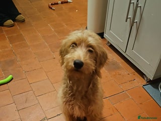 Labradoodle dogs Ted the Labradoodle - Advert 4