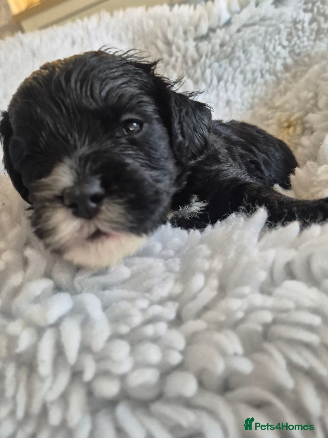 Cockapoo dogs for sale: cockapoo - Image 22