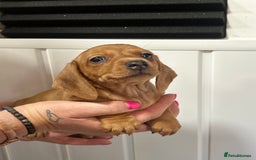 Miniature Dachshund dogs for sale: READY NOW! DAPPLE MINIATURE DACHSHUNDS⭐️ - Image 8