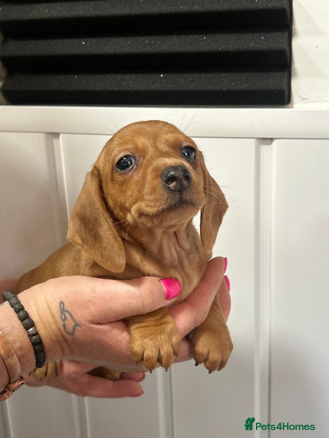 Miniature Dachshund dogs for sale: READY NOW! DAPPLE MINIATURE DACHSHUNDS⭐️ - Image 8