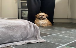 Shih Tzu dogs for sale: Shih tzu  - Image 3