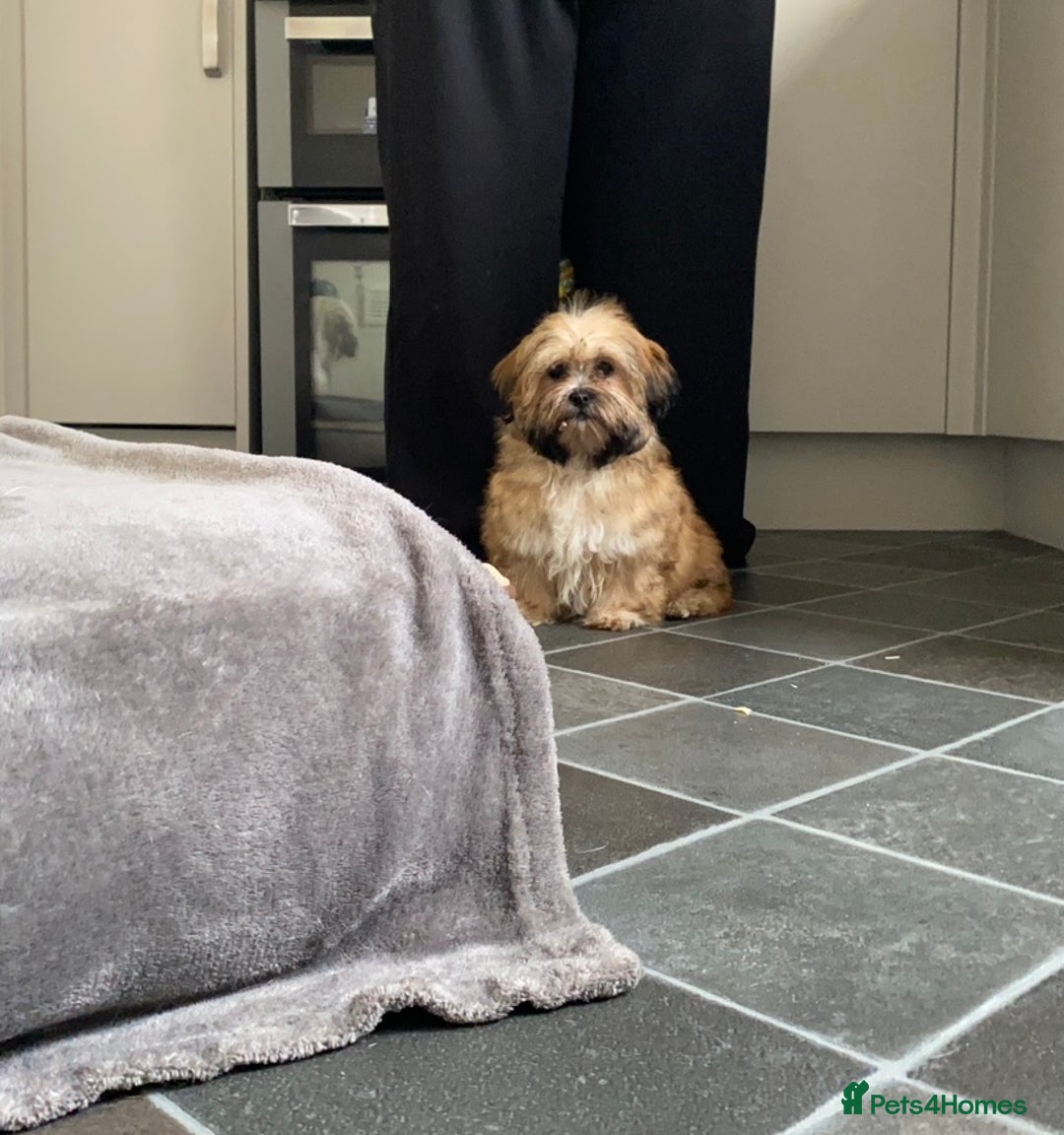 Shih Tzu dogs for sale: Shih tzu  - Image 3