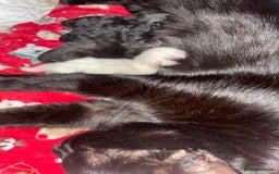 Mixed Breed cats for sale: 3 black kittens for sale  - Image 4