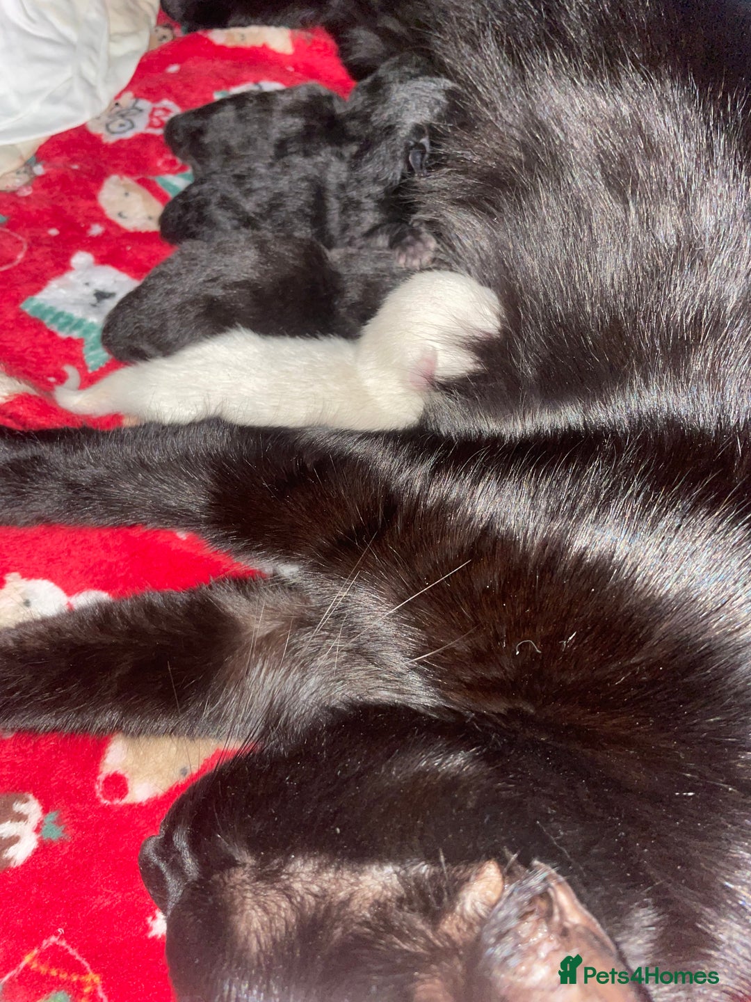 Mixed Breed cats for sale: 3 black kittens for sale  - Image 4