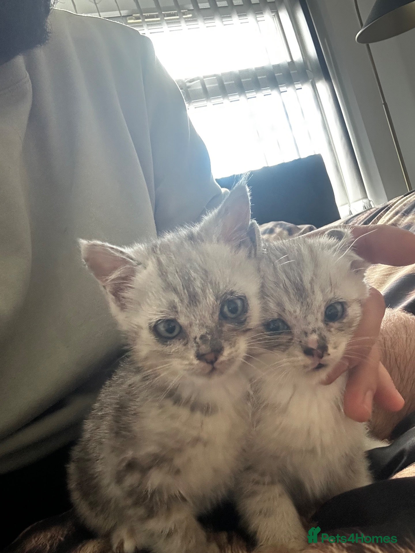 British Shorthair cats Silver shaded british shorthair kittens  - Advert 1