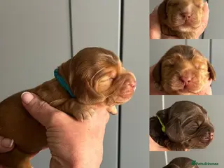 Cocker Spaniel dogs Outstanding Show cocker spaniels 4th generation - Advert 2