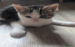 British Shorthair cats for sale: mixed tabby, black and white kittens  - Image 8